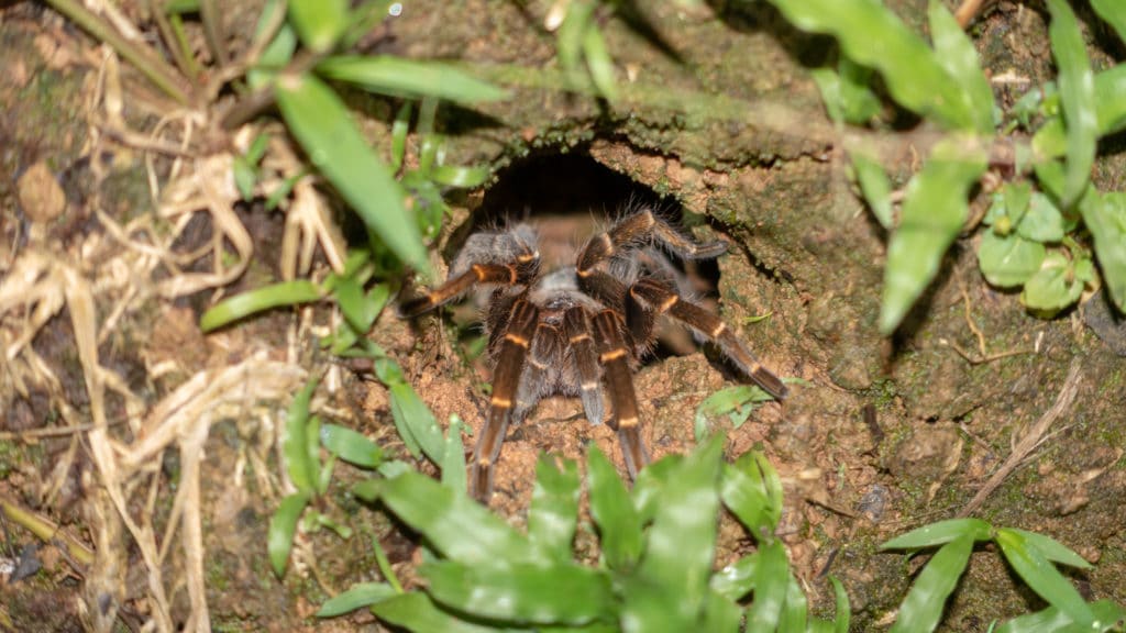 tarantule přímo před naším baráčkem